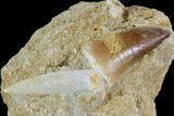 Fossil Mosasaur Tooth With Enchodus Fang - Morocco #96173-1